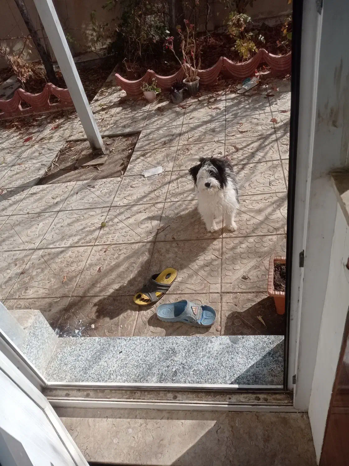 واگذاری پاکوتاه شیتزو|سگ|خلخال, |دیوار