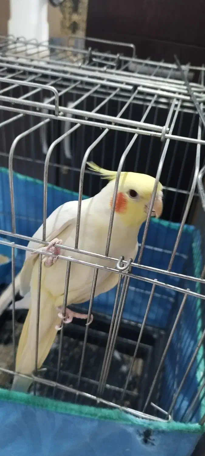 عروس هلندی|پرنده|اراک, |دیوار