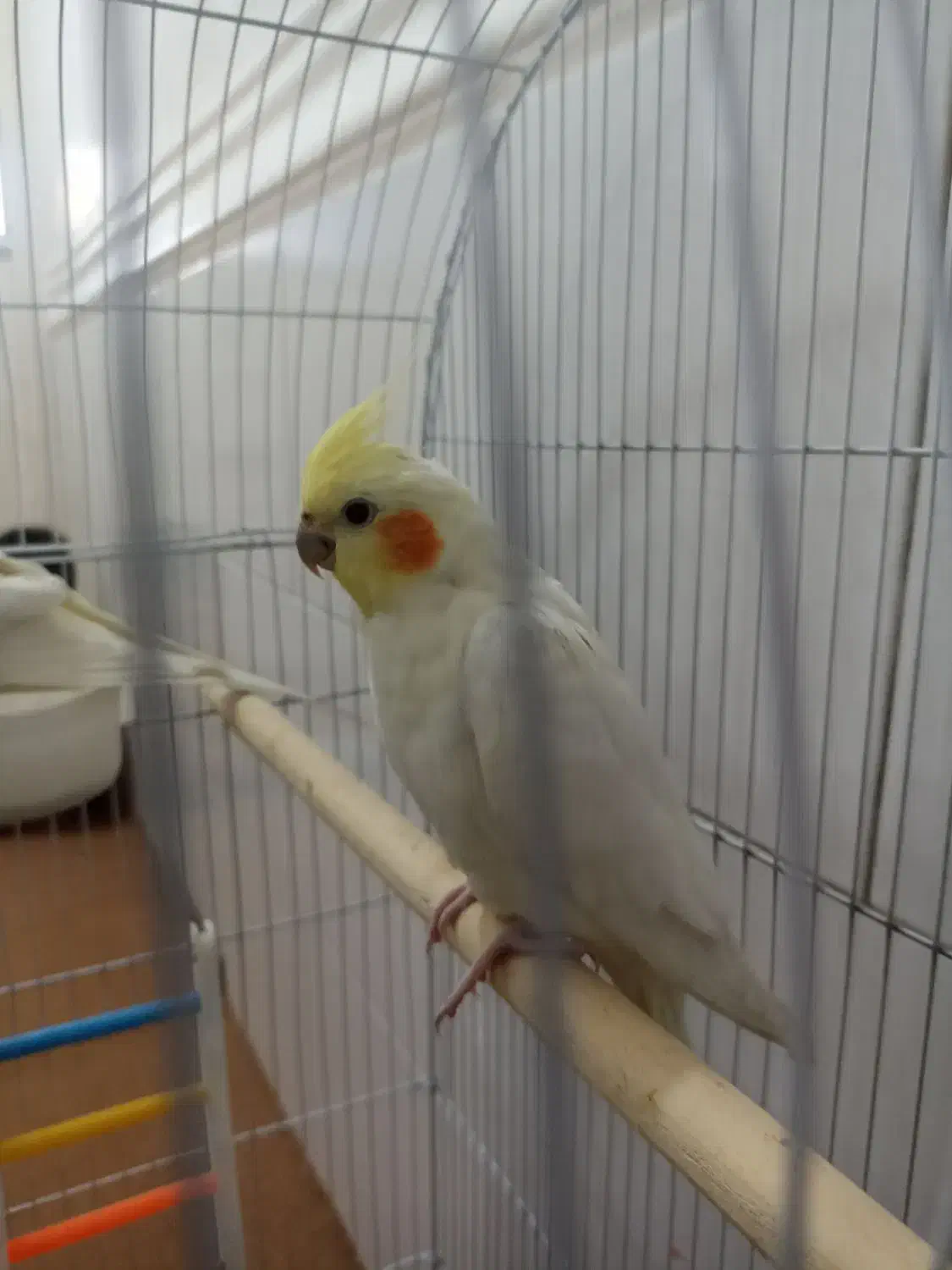 عروس هلندی|پرنده|برازجان, |دیوار