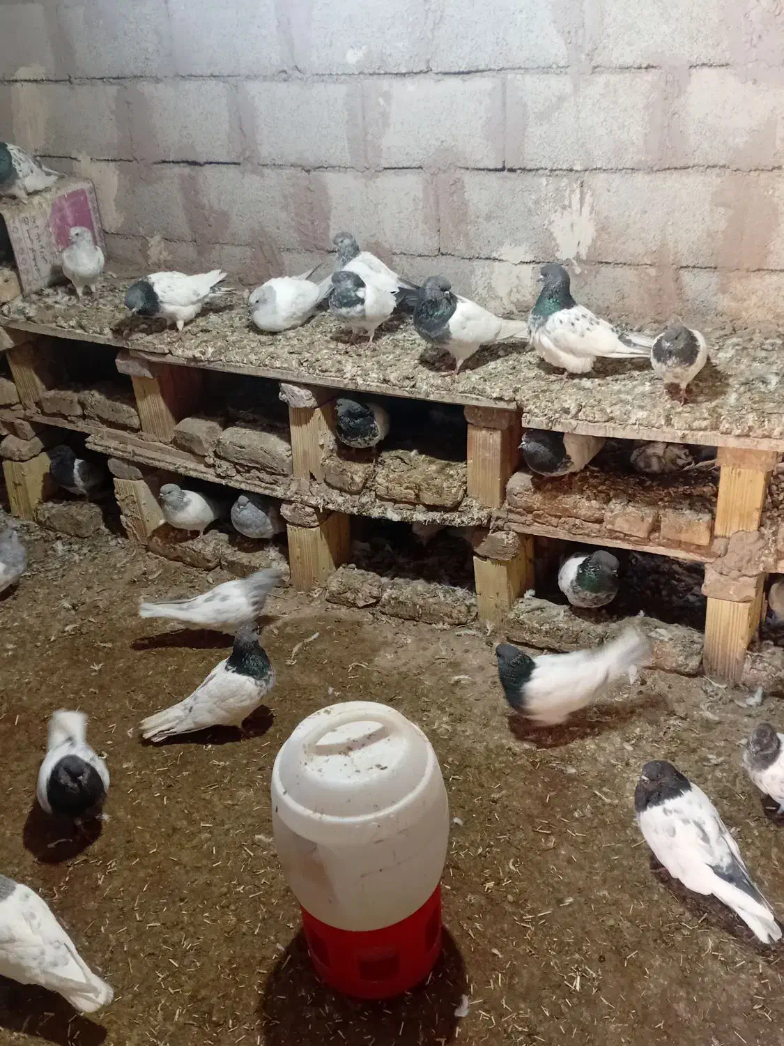 کبوترباشی گوی باشی موشی|پرنده|مرند, |دیوار