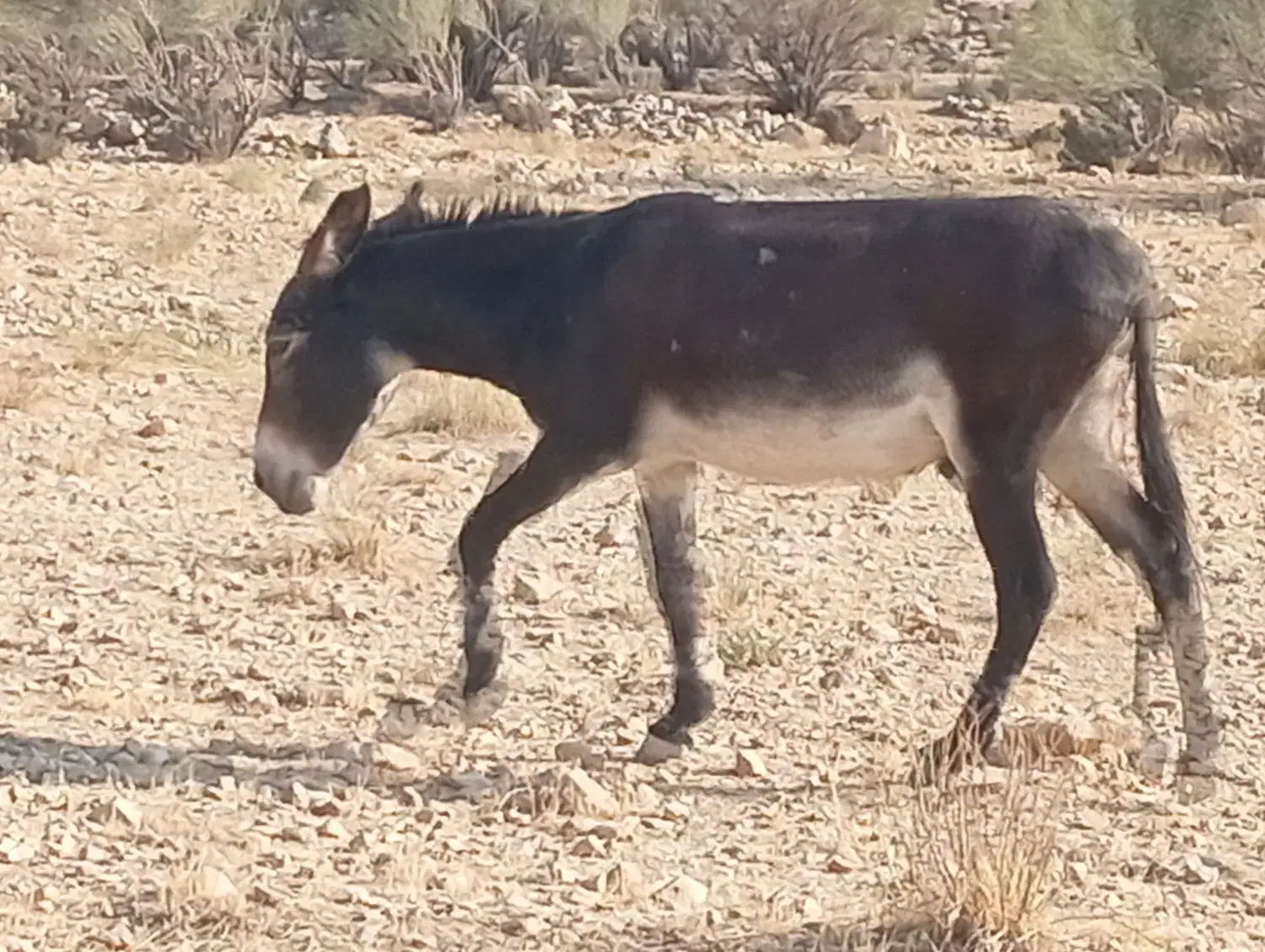 خر بخت نر|حیوانات مزرعه|فیروزآباد (لرستان), |دیوار