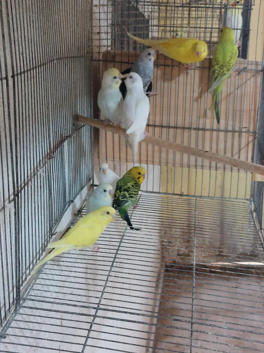 مرغ عشق|پرنده|بندر کنگان, |دیوار