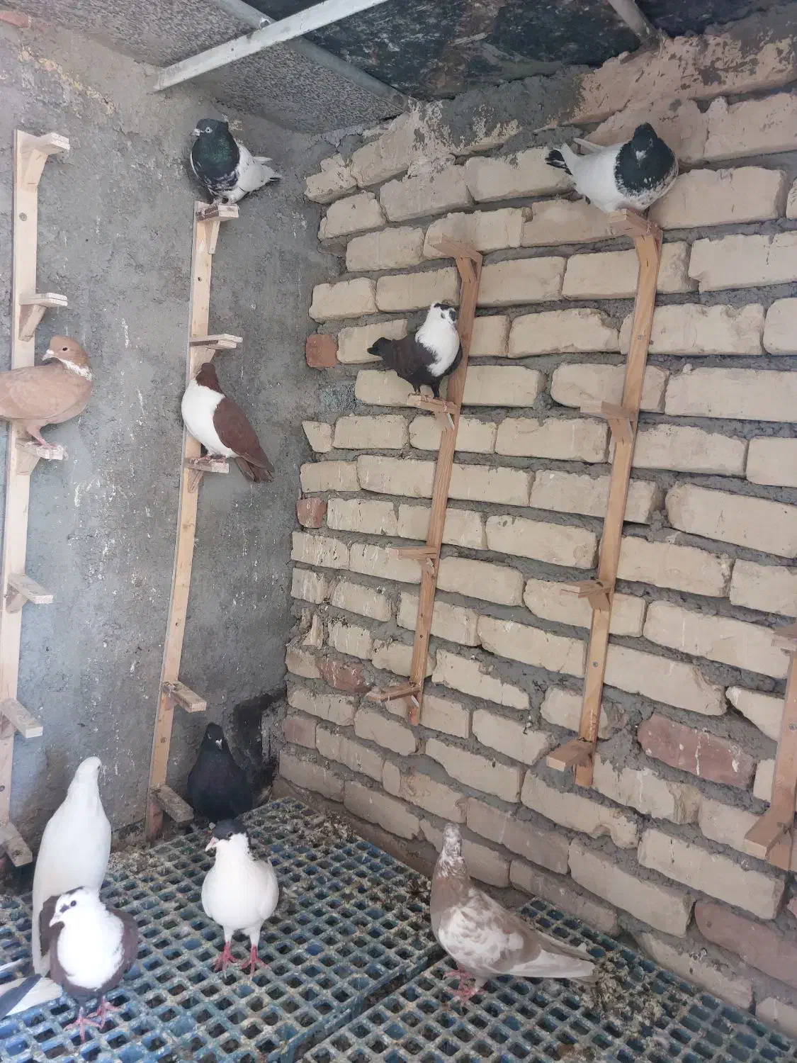 کبوتر رنگه|پرنده|بیرجند, |دیوار