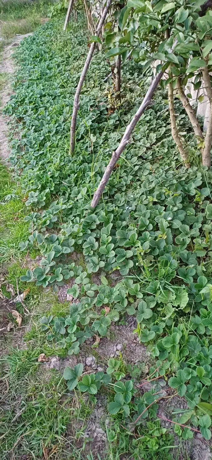 بوته توت فرنگی|گل و گیاه طبیعی|آستانه اشرفیه, |دیوار