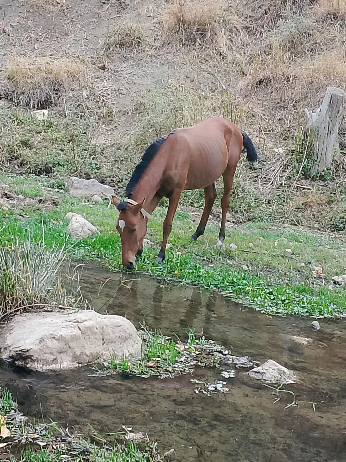 اسب سالم|اسب و تجهیزات اسبسواری|سردشت, |دیوار