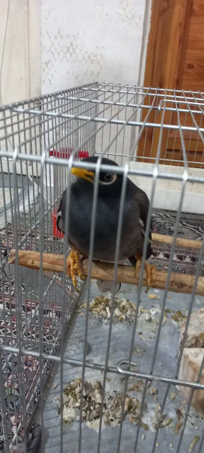 مرغ مینا سخنگو|پرنده|بروجرد, |دیوار