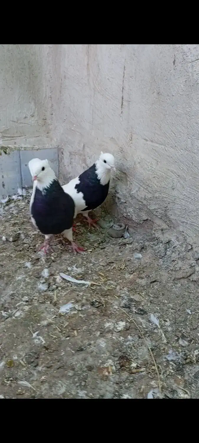 طوقی واکسی|پرنده|دره شهر, |دیوار