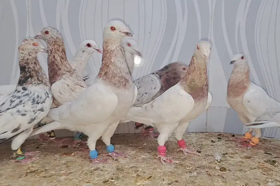 ۱۶تاسار گردن زرد همه نر|پرنده|مشهد, قائم|دیوار