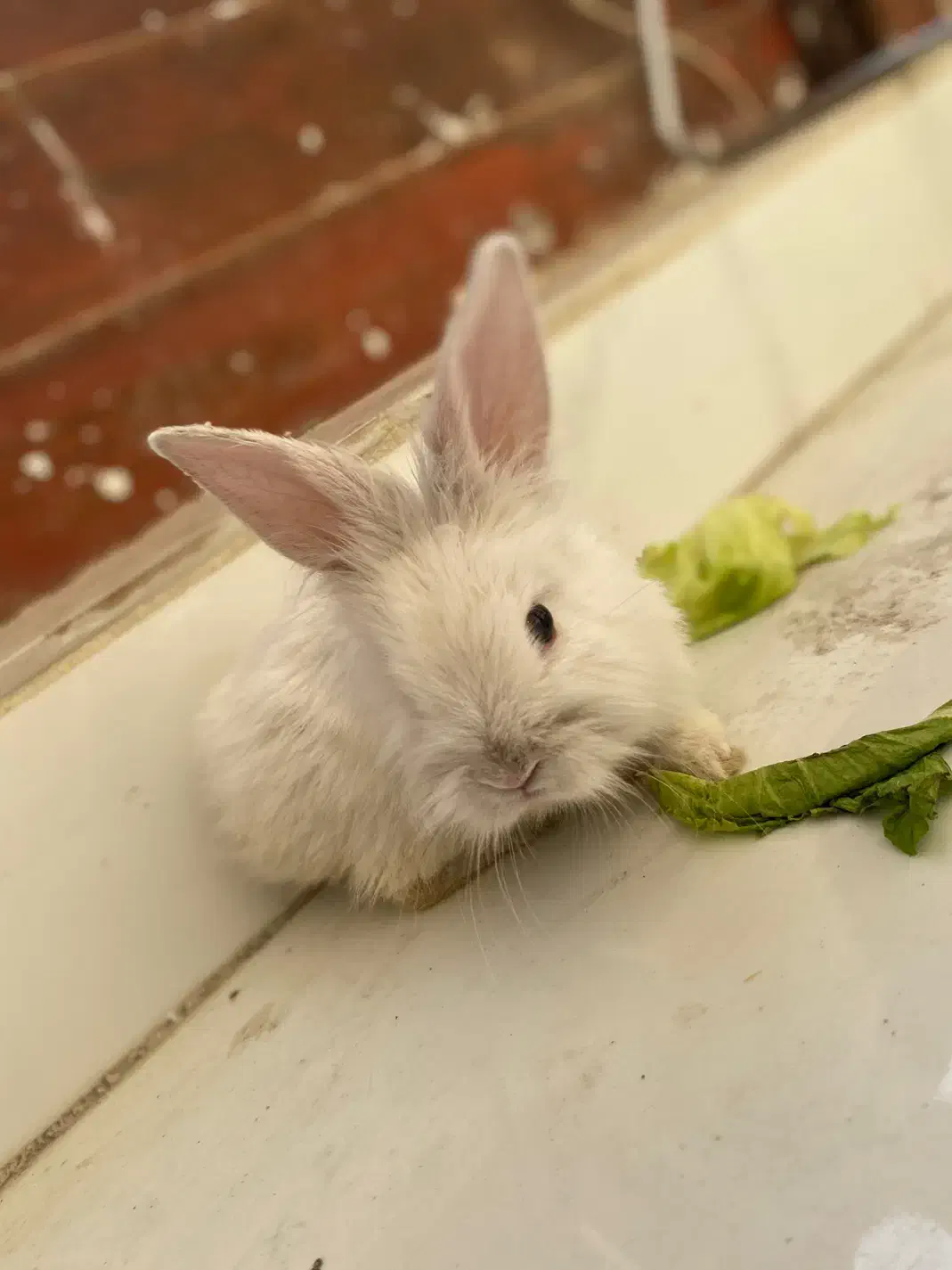 خرگوش|موش و خرگوش|کرمانشاه, |دیوار