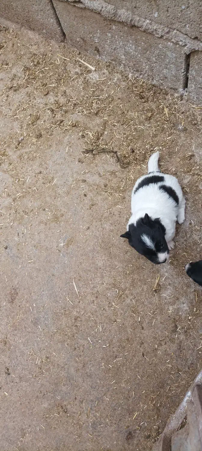 واگذاری پاکوتا|سگ|گنبد کاووس, |دیوار