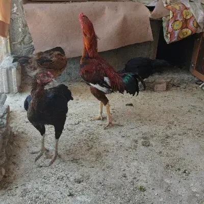 مرغ و خروس لاری|حیوانات مزرعه|کلیبر, |دیوار