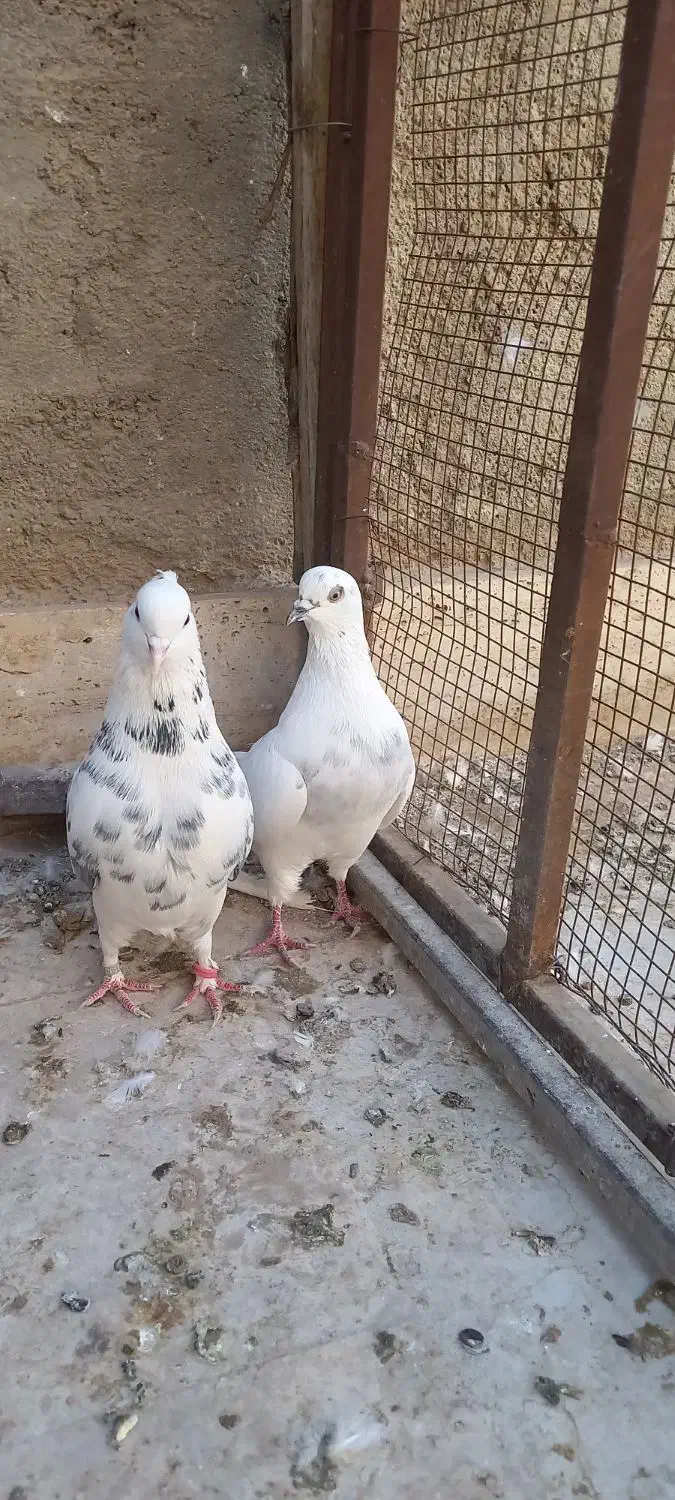 چهار عدد کبوتر  فروشی|پرنده|قم, باغ کرباسی|دیوار