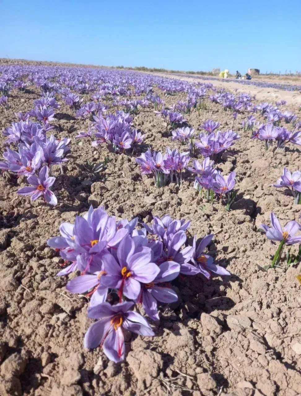 گل زعفران قاینات|حراج|گنبد کاووس, |دیوار