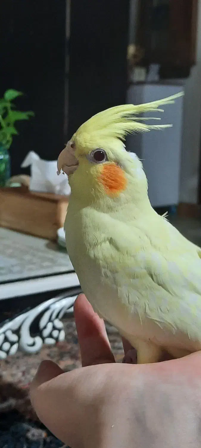 عروس چهار ماهه|پرنده|رشت, گلسار|دیوار