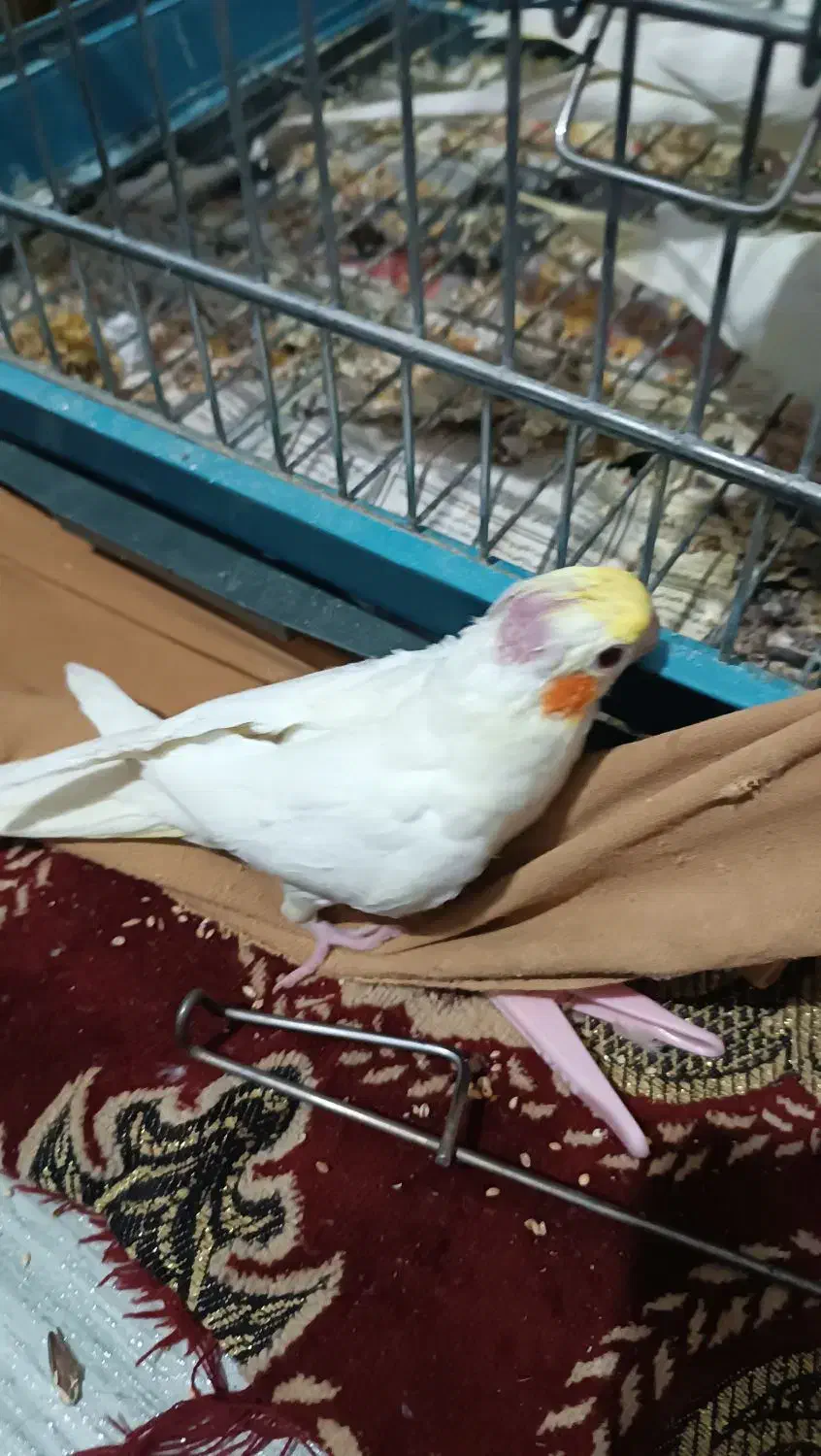 طوطی عروس هلندی جوجه|پرنده|قزوین, |دیوار