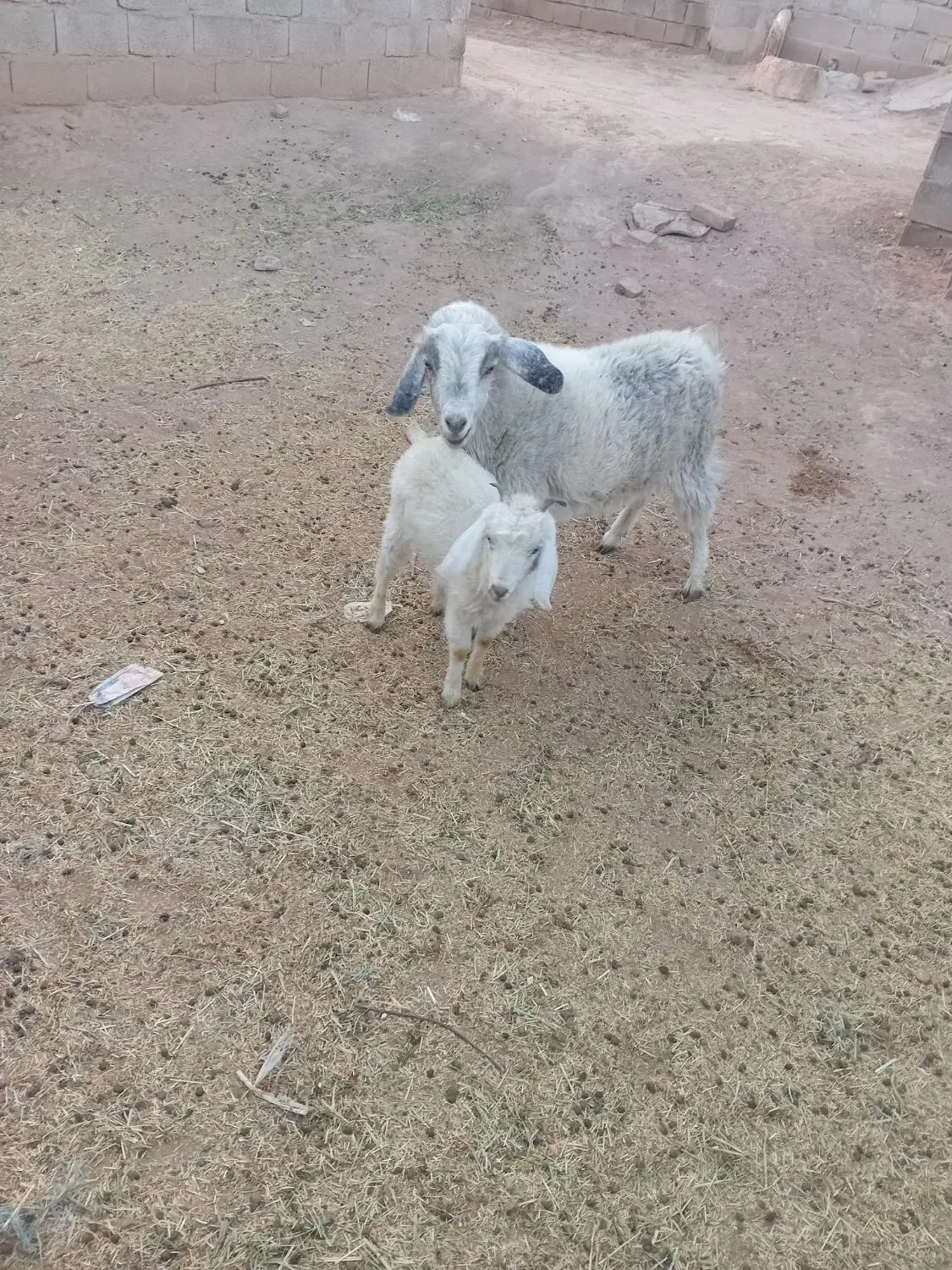 بزکره|حیوانات مزرعه|نگار, |دیوار