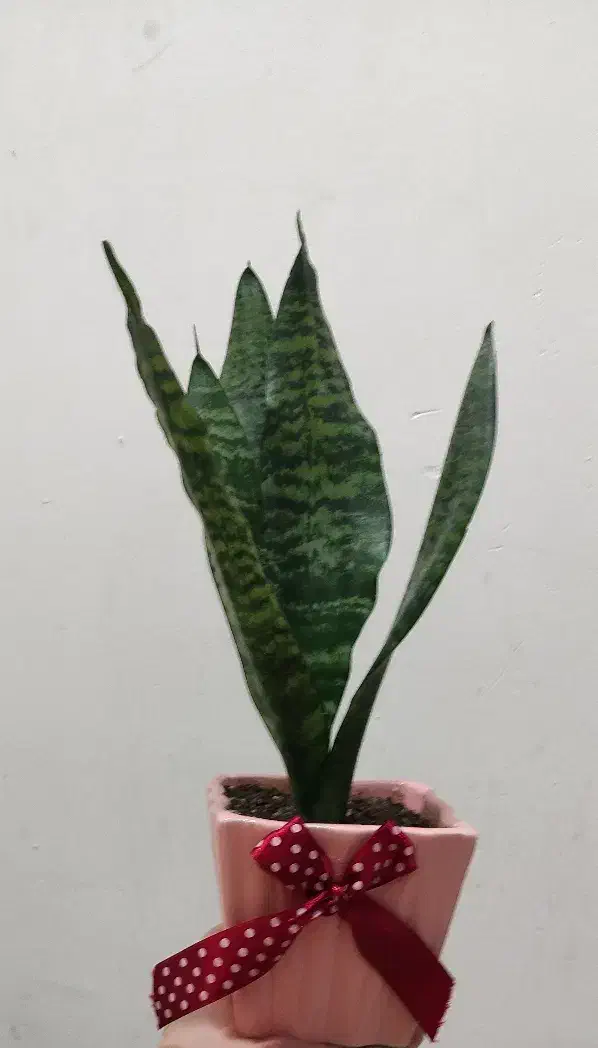 گل و گیاه هدیه روز مادر|گل و گیاه طبیعی|اهواز, شهدای انتظامی|دیوار