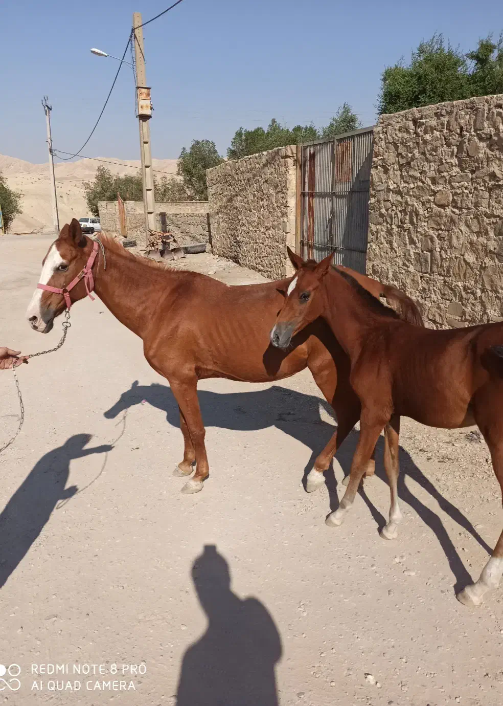 مادیون و کره عرب دم گیر|اسب و تجهیزات اسب‌سواری|مسجد سلیمان, |دیوار