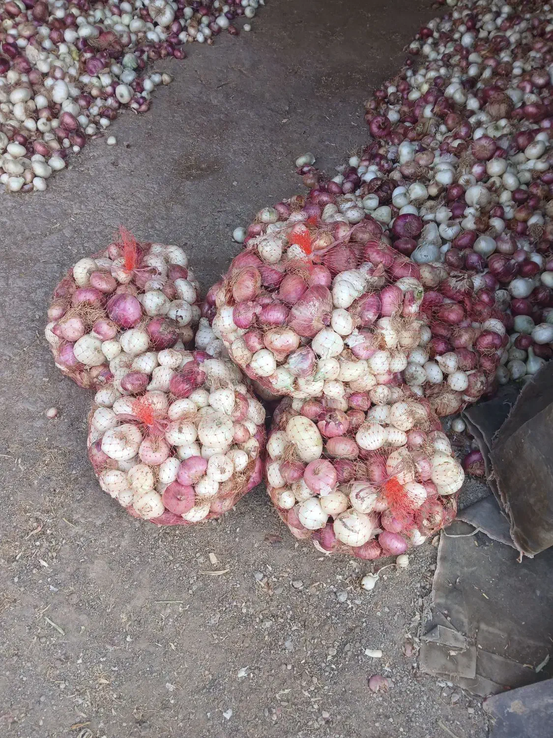 پیاز دهاتی|خوردنی و آشامیدنی|آشتیان, |دیوار