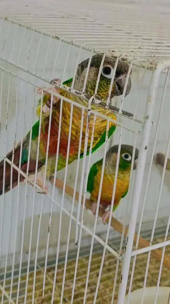 جفت مولد گرینچینک|پرنده|کاشمر, |دیوار