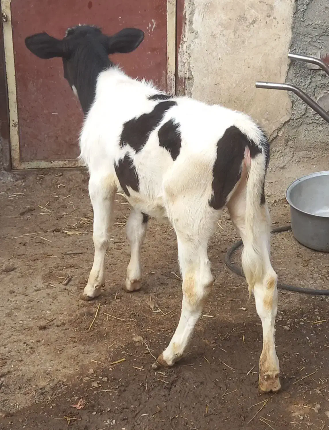 گاو جوان باگوساله ماده|حیوانات مزرعه|ارشق, |دیوار