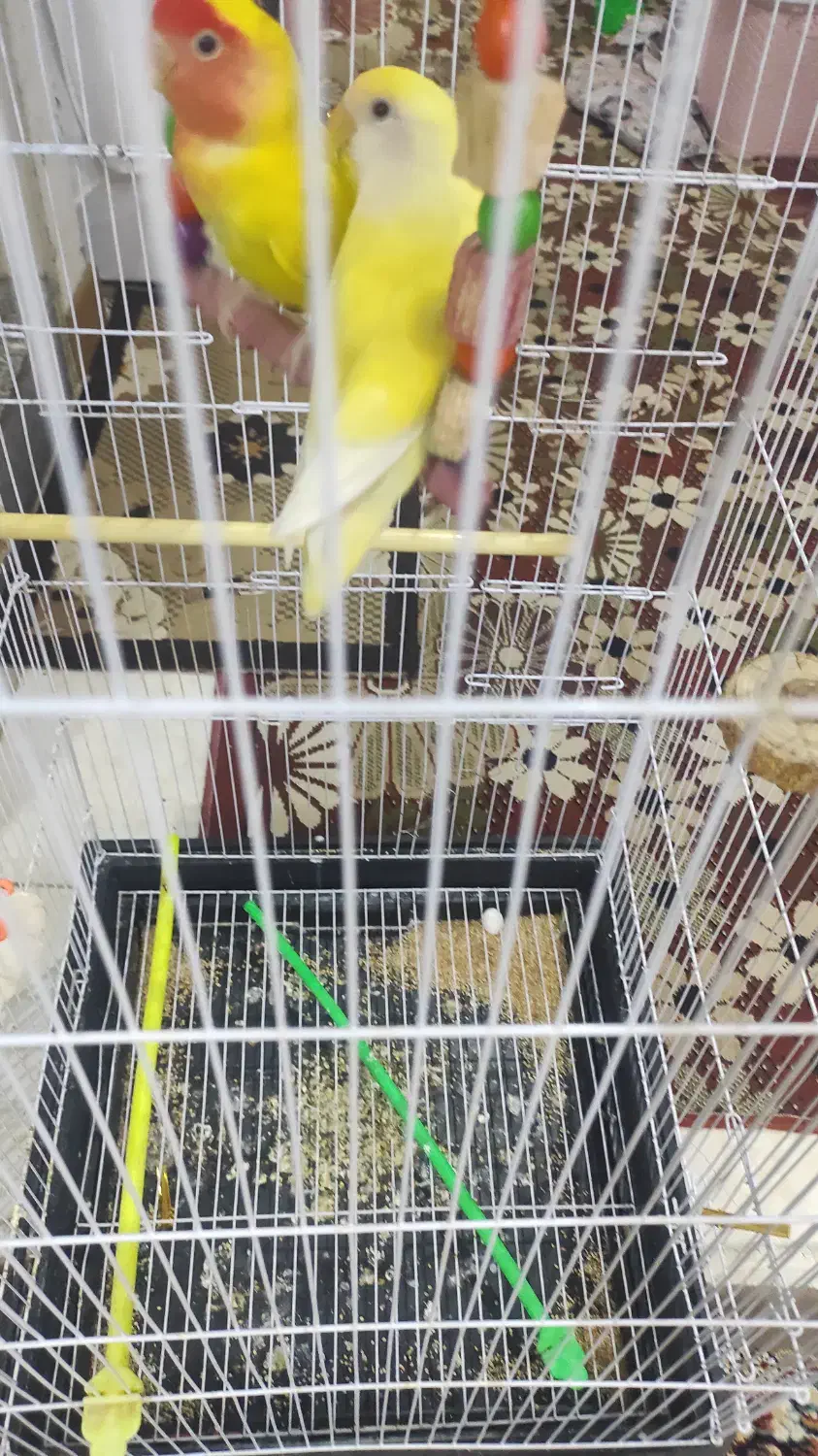 پرنده|پرنده|چناران, |دیوار