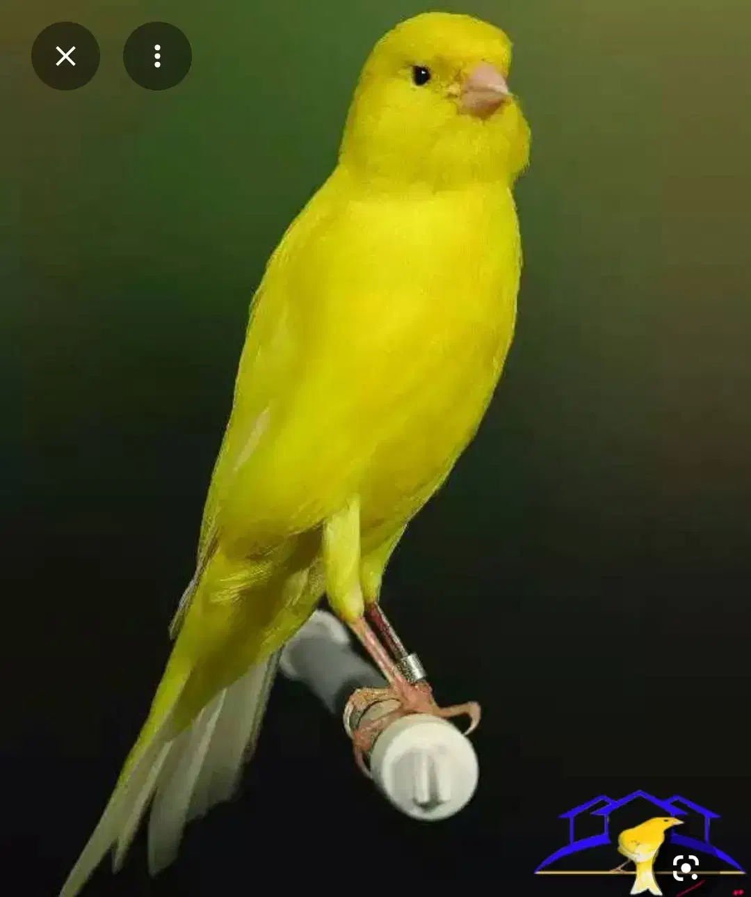 قناری درختی فول دستی.|پرنده|اهواز, چنیبه علیا|دیوار