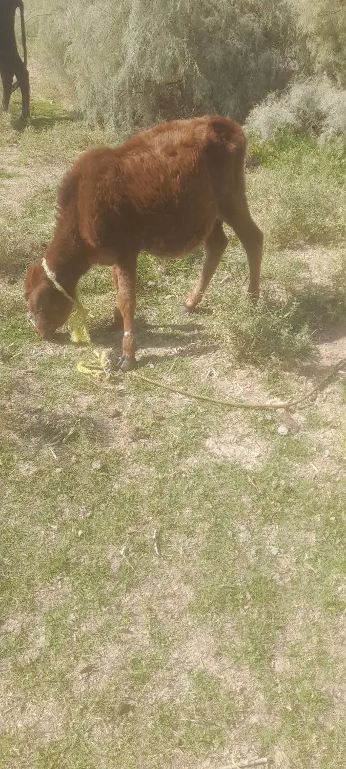 گوساله هفت ماهه|حیوانات مزرعه|قلعه گنج, |دیوار