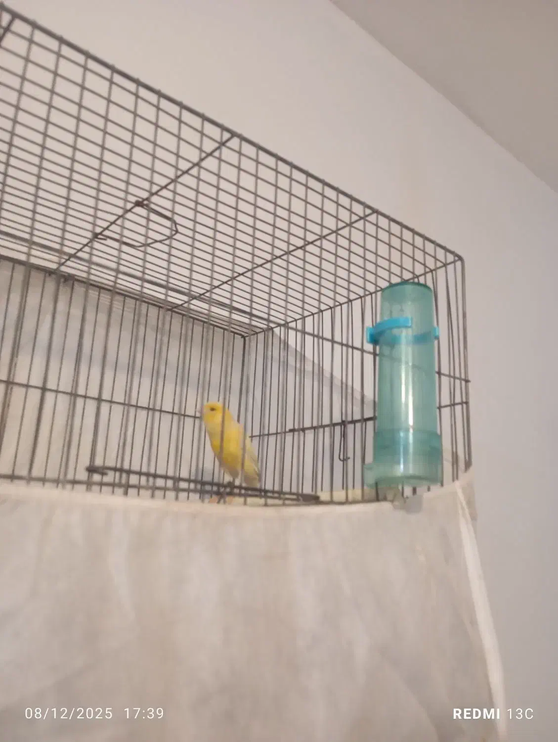 قناری ماده|پرنده|صفادشت, |دیوار