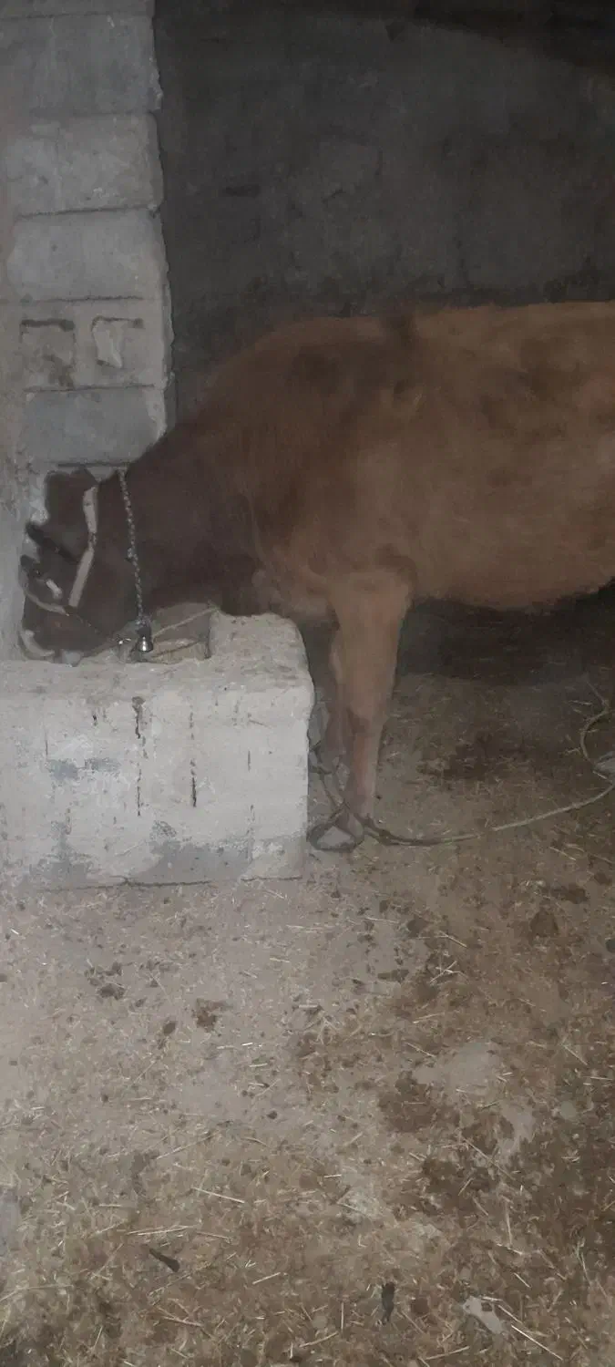 گاو وگوساله|حیوانات مزرعه|هرسین, |دیوار