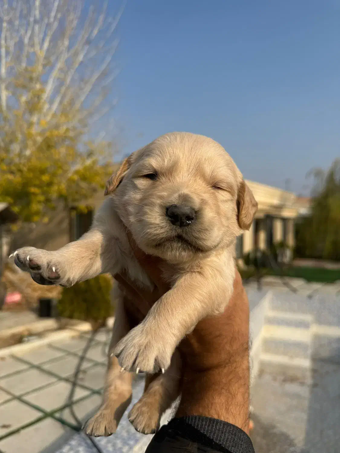 سگ گلدن رتریور اصل|سگ|ارومیه, |دیوار