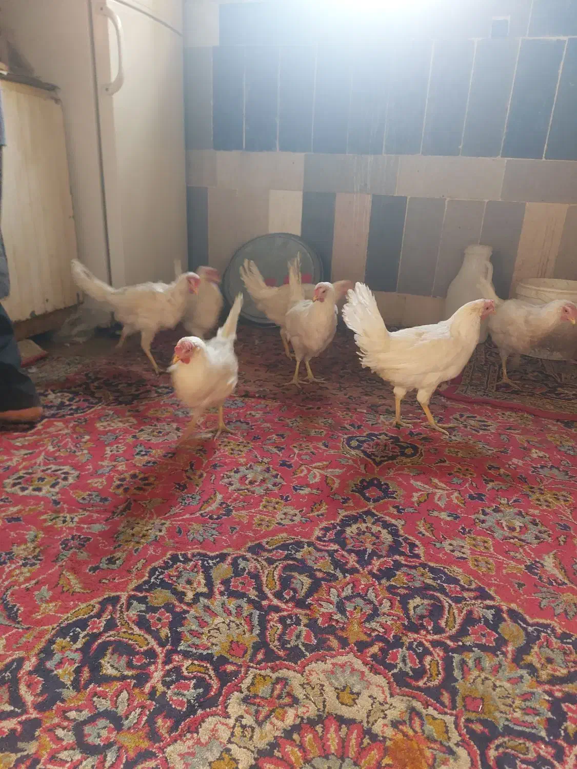 مرغ سفید|حیوانات مزرعه|بن, |دیوار