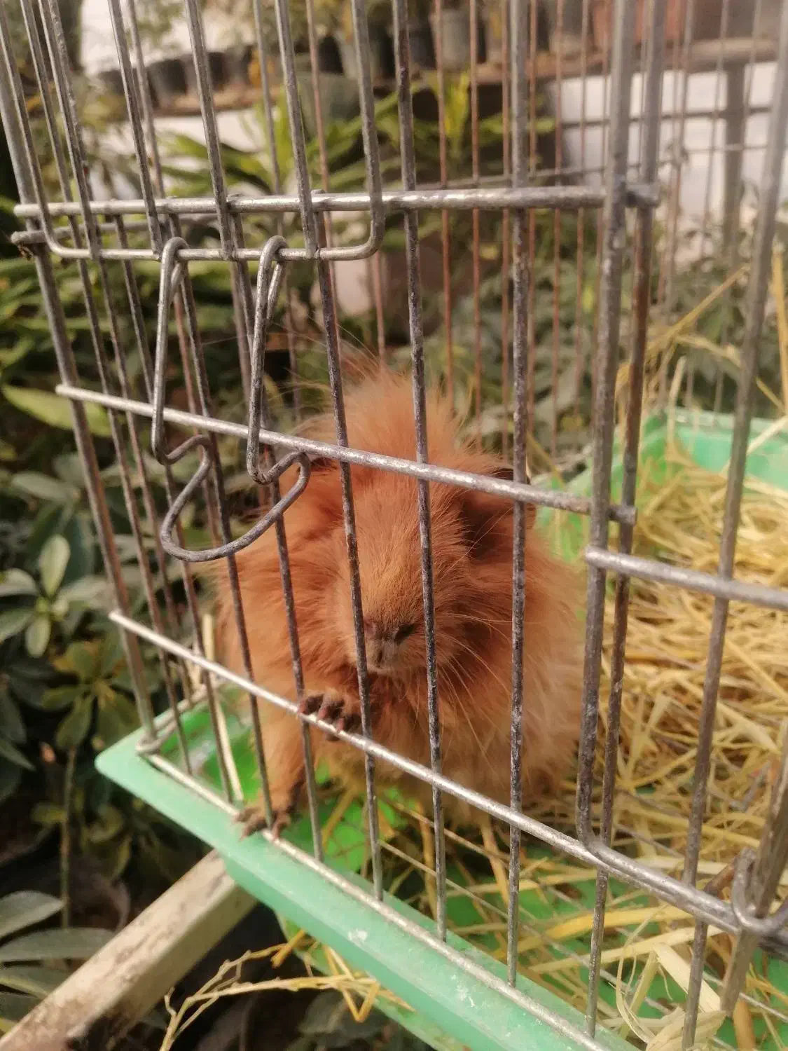 فروش خوکچه|موش و خرگوش|شیراز, گویم|دیوار