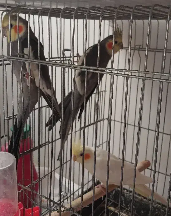 ۳عددعروسهلندی نر و ماده هستن.|پرنده|تاکستان, |دیوار