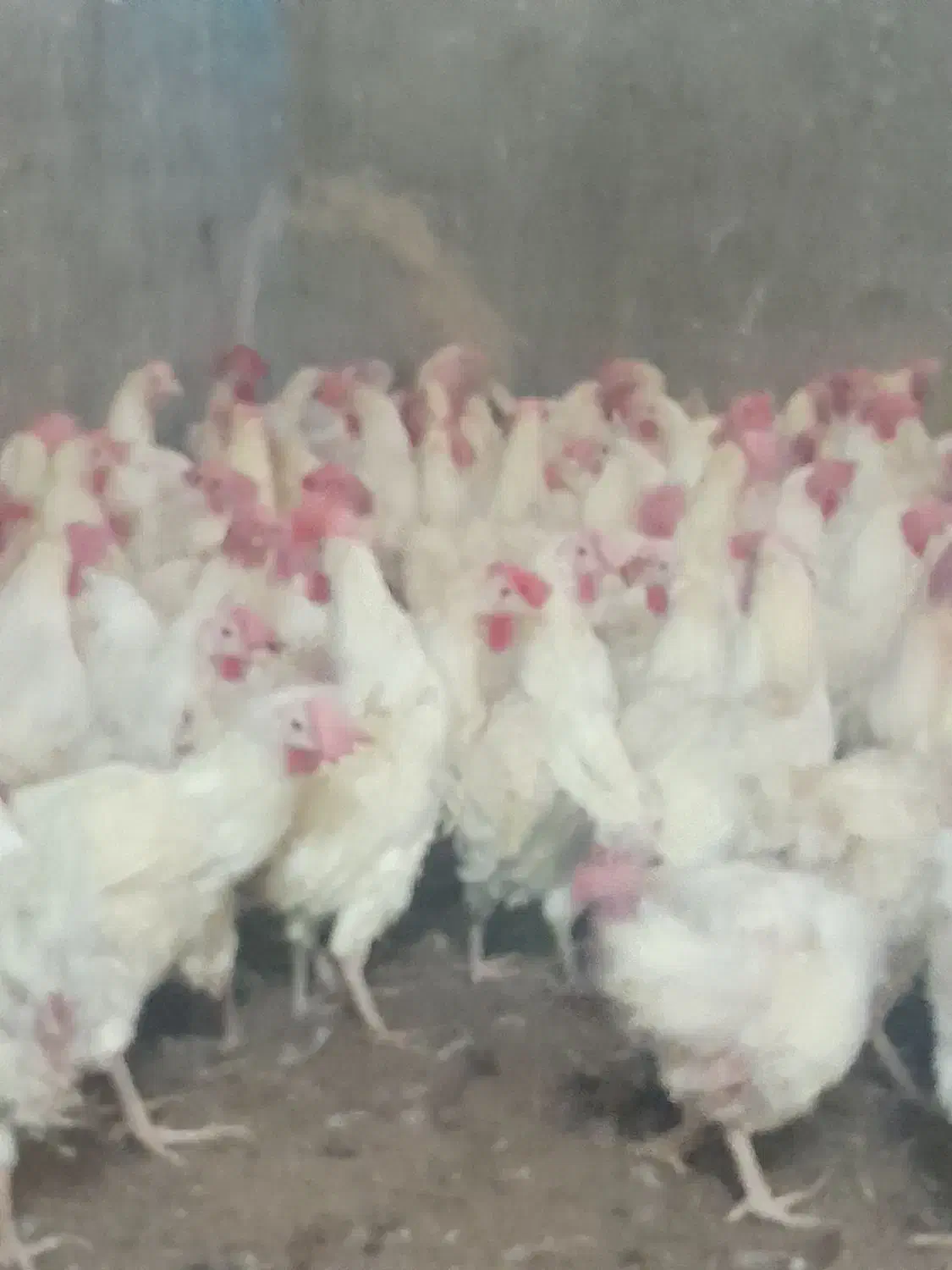 مرغ سفید تخم گزار و مخصوص قربانی|حیوانات مزرعه|قوچان, |دیوار