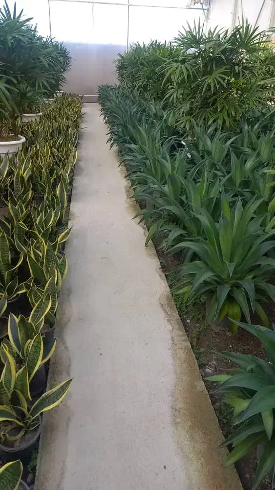 فروش مجموعه گلخانه ای ۵۰۰۰ متری در شیرج محله بزرگ|فروش دفتر صنعتی، کشاورزی، تجاری|خرمآباد (تنکابن), |دیوار