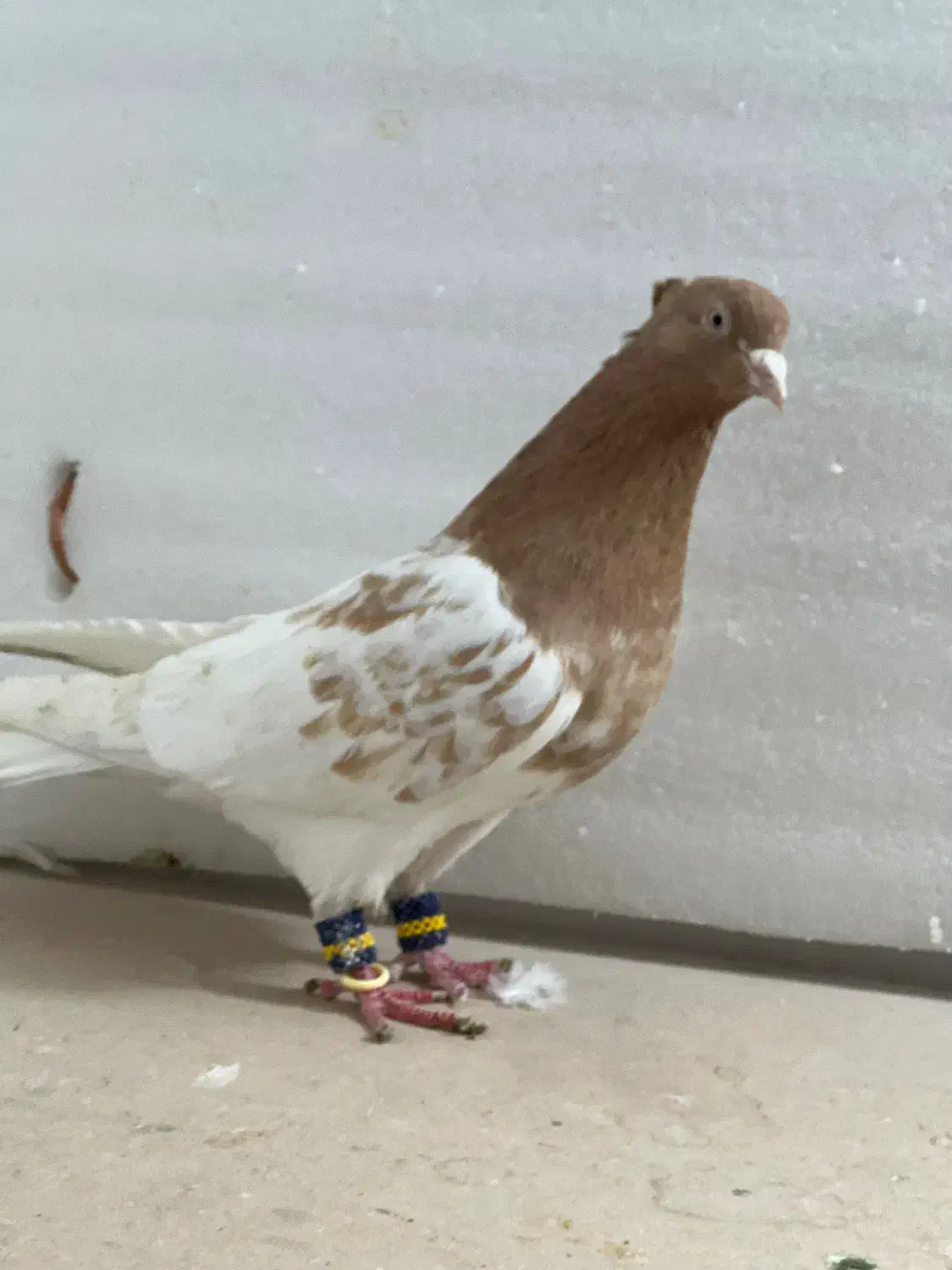 کفتر رنگی|پرنده|مرودشت, بیست متری بیمارستان|دیوار