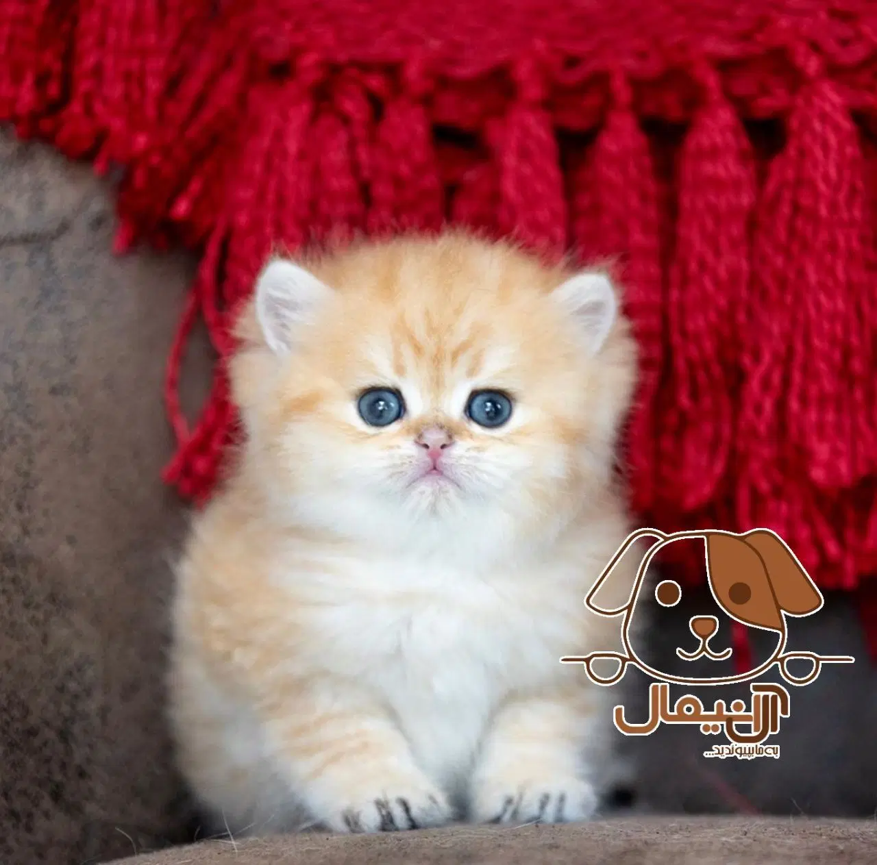پیشی|گربه|مهریز, |دیوار