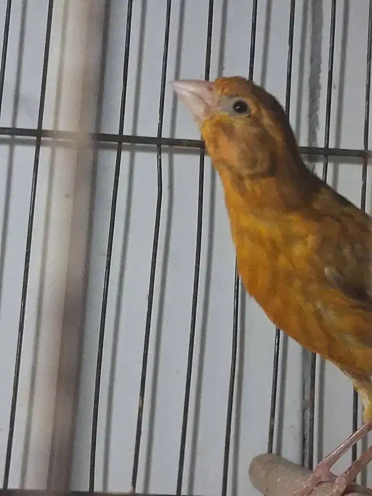 جوجه|پرنده|شهرکرد, |دیوار