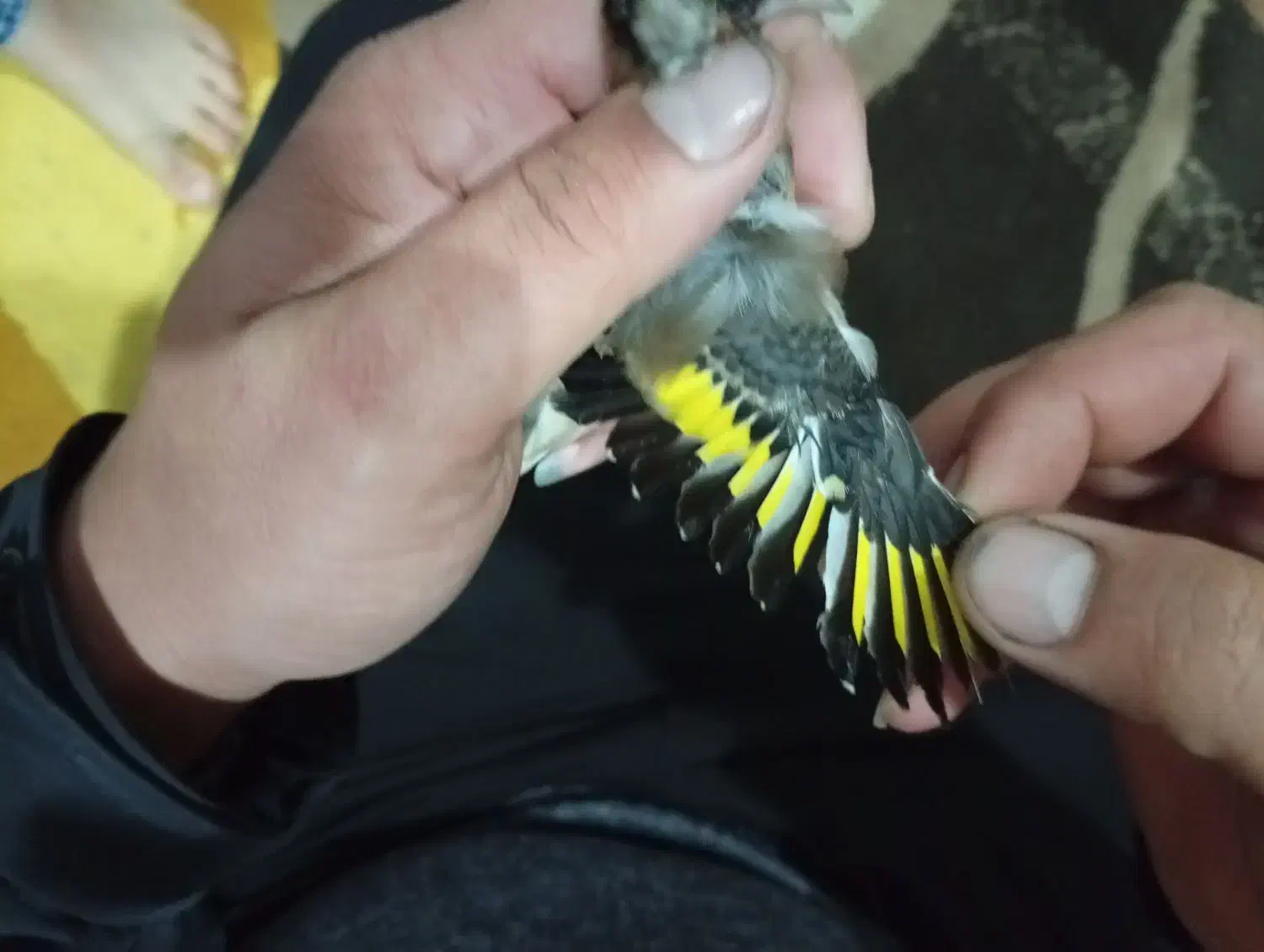 سهره نر|پرنده|پارسآباد, |دیوار