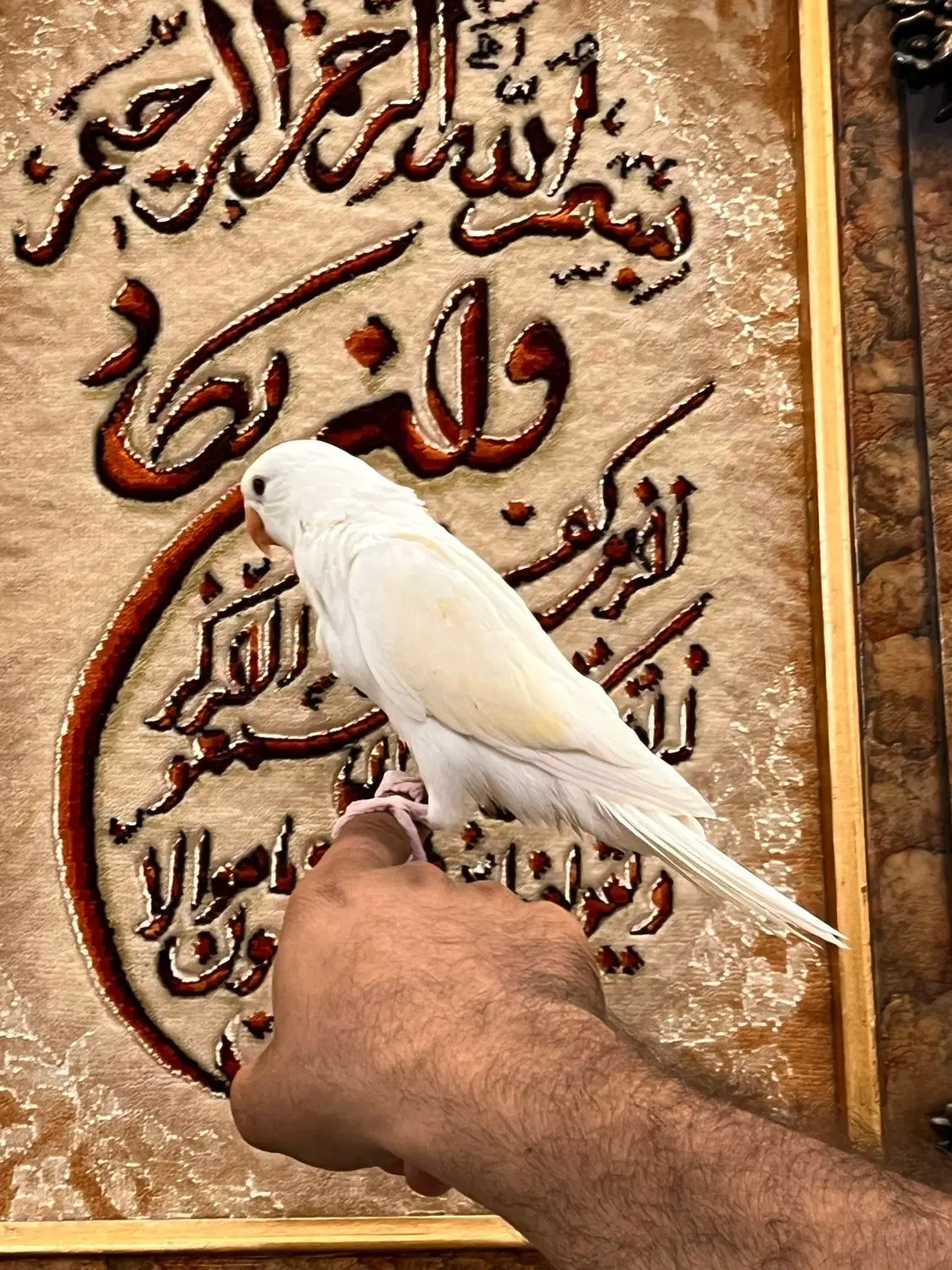 ۲ عددطوطی ملنگو رنگ خاص کرمینو چشم فالو|پرنده|تهران, فدک|دیوار