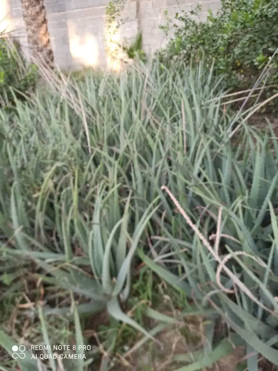 آلوورا|گل و گیاه طبیعی|جهرم, |دیوار