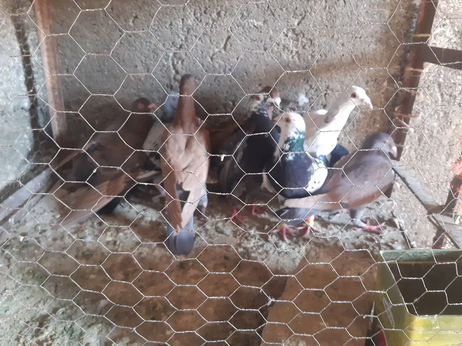 12تا کفتر پرشی مناسب|پرنده|میان ولایت, |دیوار