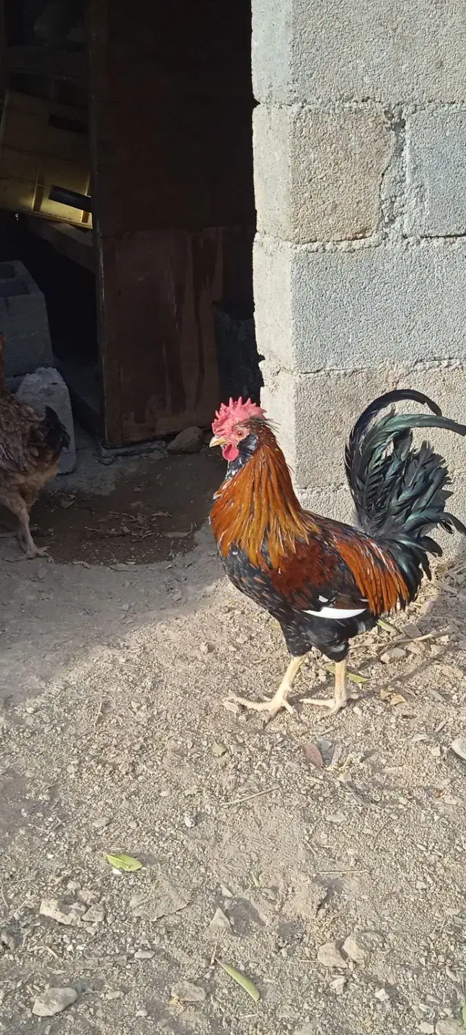 دو خروس چهل تاج خوش رنگ و زیبا|حیوانات مزرعه|سنندج, |دیوار