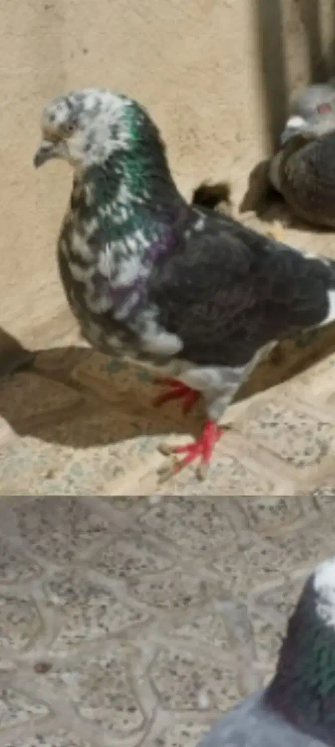 کفتر گمشده|حیوانات|رباطکریم, رباطکریم|دیوار