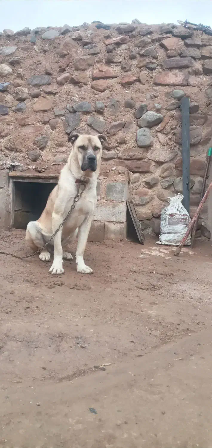 سگ عراقی ۱۸ ماهه|سگ|تبریز, |دیوار