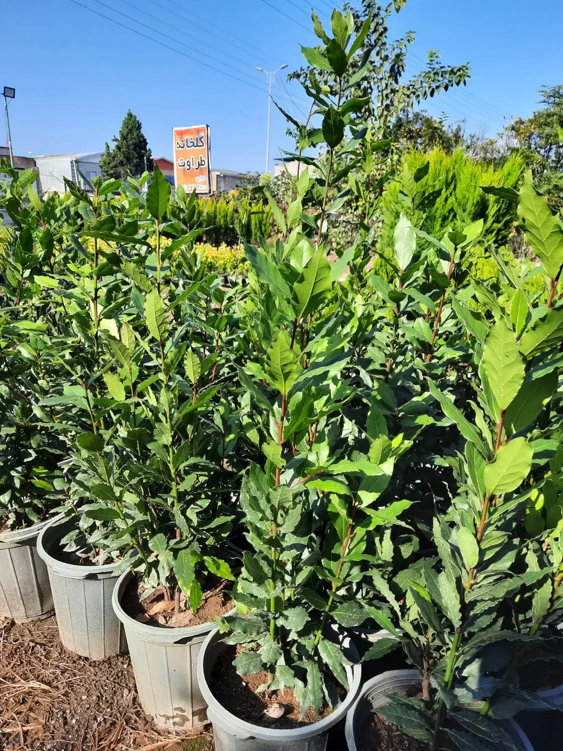 برگ بو|گل و گیاه طبیعی|قائمشهر, |دیوار