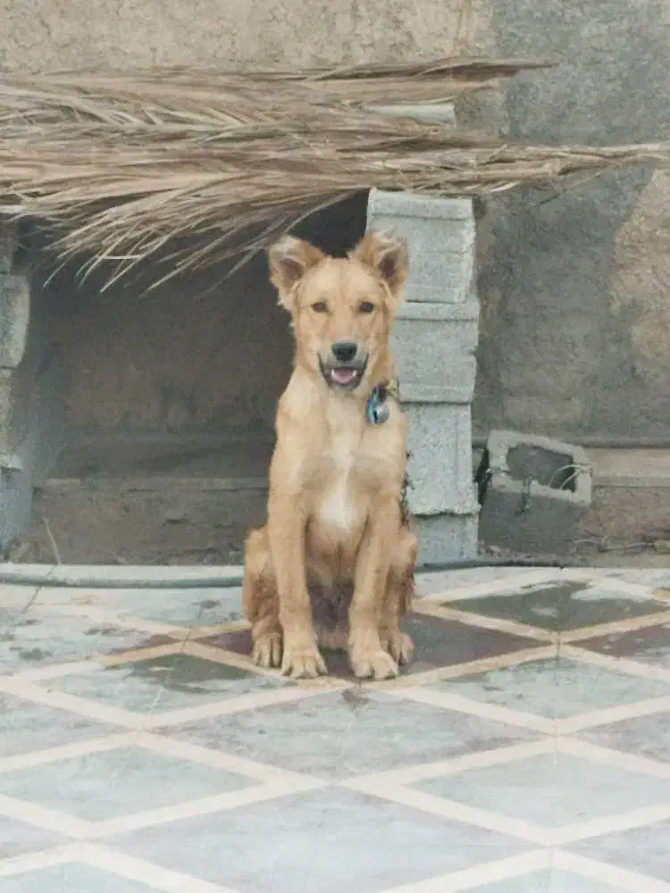 گمشده|سگ|جهرم, |دیوار