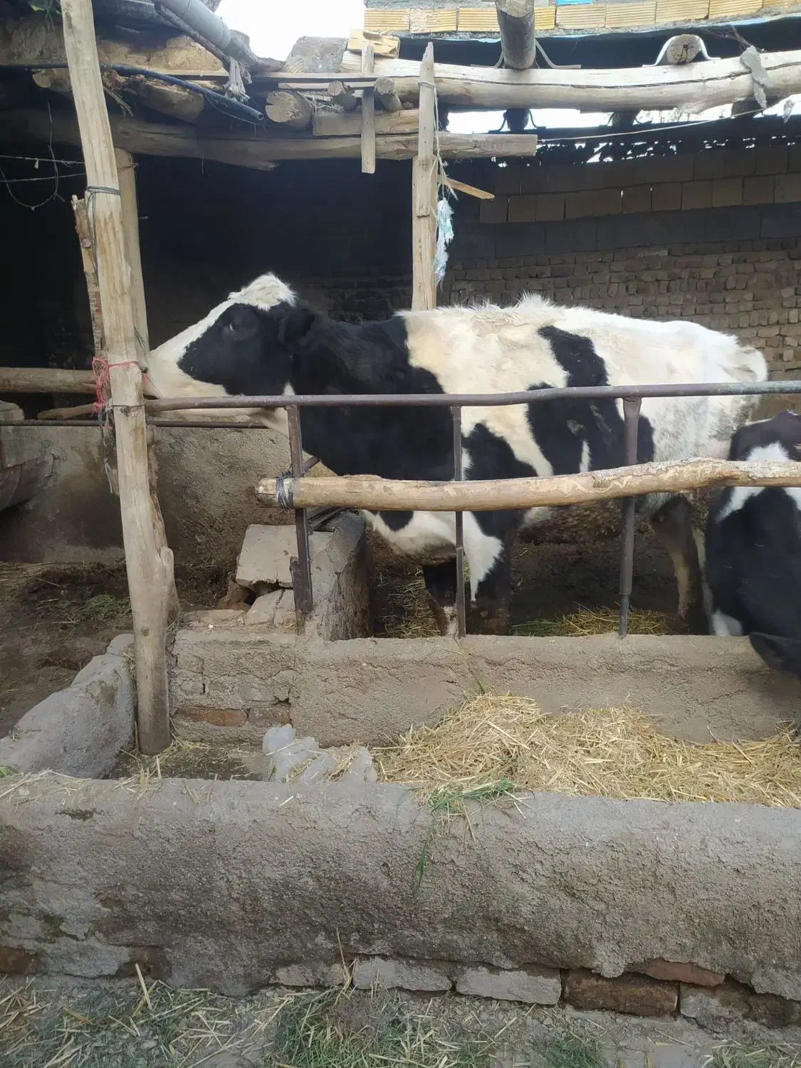 گاو|حیوانات مزرعه|زبرخان, |دیوار