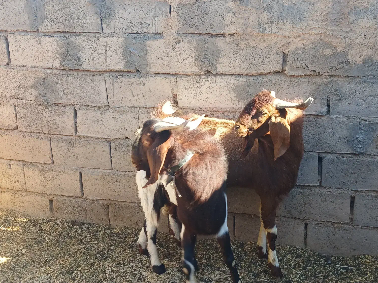2راس بزغاله|حیوانات مزرعه|بردسکن, |دیوار